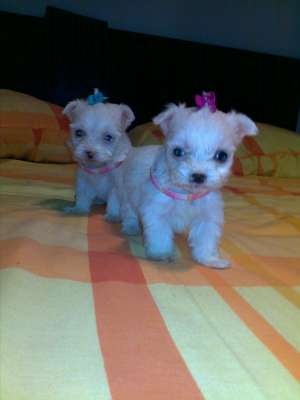 bichon maltez albi toy 200.e