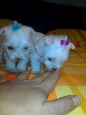 bichon maltez albi toy 200.e