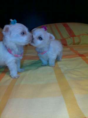 bichon maltez albi toy 200.e