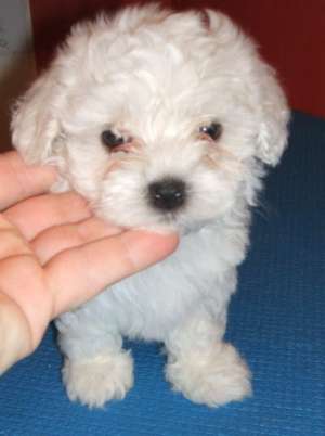 vand pui  bichon maltez