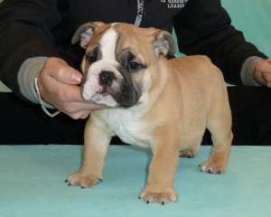 DE VANZARE BULLDOG ENGLEZ CU PEDIGREE,   pui de BULLDOG ENGLEZ