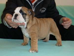 DE VANZARE BULLDOG ENGLEZ CU PEDIGREE,   pui de BULLDOG ENGLEZ