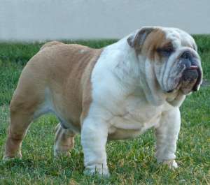 DE VANZARE BULLDOG ENGLEZ CU PEDIGREE,   pui de BULLDOG ENGLEZ