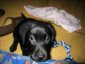 labrador de vanzare