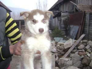 Caini si catei Husky