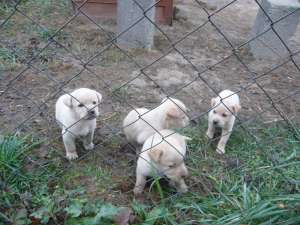 labrador - la promotie