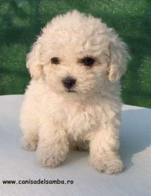 VAND PUI DE BICHON BOLOGNESE SI PUI DE BICHON MALTESE CU PEDIGREE