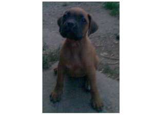 vand un catel de boxer german galben