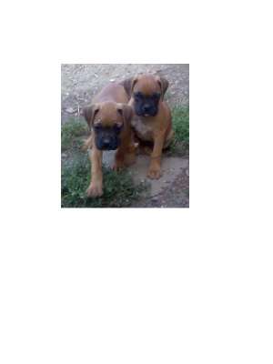 vand un catel de boxer german galben