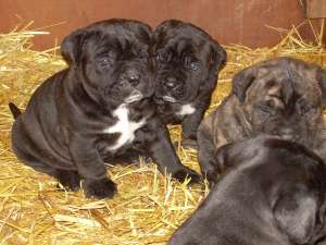 CANE CORSO