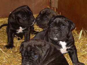 CANE CORSO