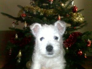 Canisa JUST WHISTLE vinde pui West Highland White Terrier