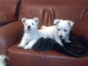 Canisa JUST WHISTLE vinde pui West Highland White Terrier