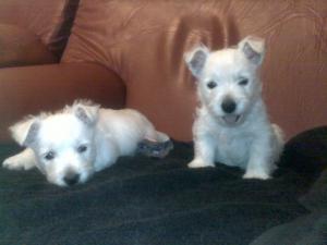 Canisa JUST WHISTLE vinde pui West Highland White Terrier