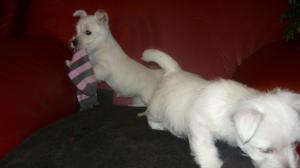 Canisa JUST WHISTLE vinde pui West Highland White Terrier