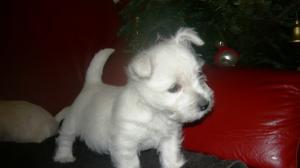 Canisa JUST WHISTLE vinde pui West Highland White Terrier