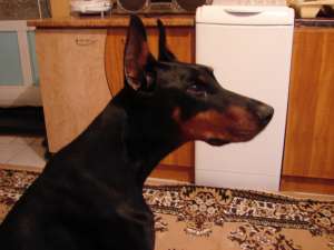 doberman femela