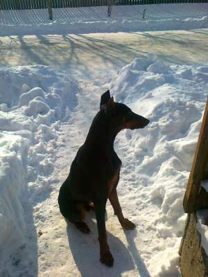 Vand doberman extraordinar