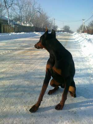 Vand doberman extraordinar