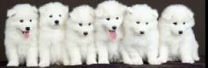 samoyed de vanzare