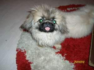 MASCUL ETALON PEKINESE IMPERIAL-direct de la crescator