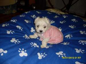 bichon maltez albi talie minii *****n