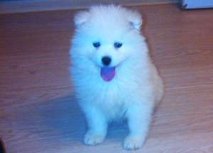 Samoyede de vanzare