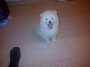 Samoyede de vanzare