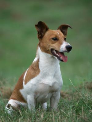 femela jack russell de vanzare