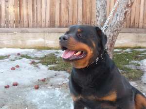 vand rottweiler mascul talie mare pentru monta sau paza