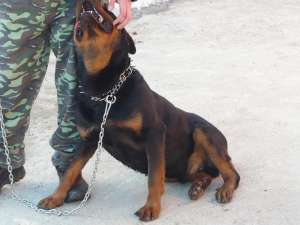 vand rottweiler mascul talie mare pentru monta sau paza