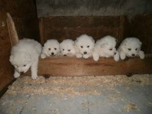 Samoyed de vanzare