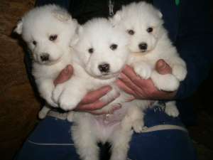 Samoyed de vanzare