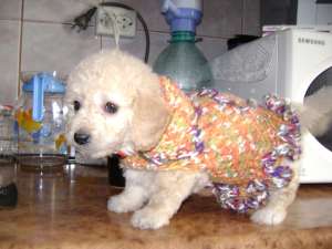 vand pui bichon