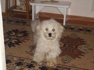 Caut urgent catel bichon frise pentru monta suceava