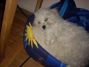 Caut urgent catel bichon frise pentru monta suceava