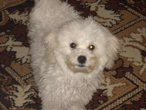 Caut urgent catel bichon frise pentru monta suceava