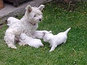 westie