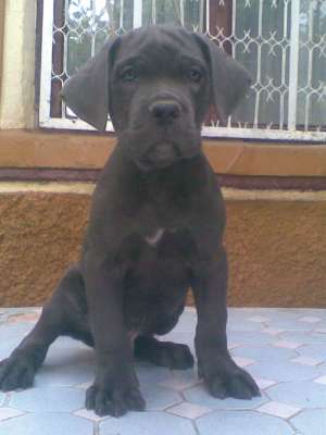 Cane Corso Albastri