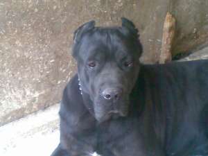 Cane Corso Albastri