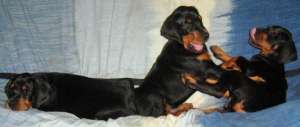 Pui de Dobermann  2 luni,  cu pedigree,  din monta de exceptie,  se pot vedea parintii.  0734366411 