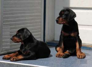 Pui de Dobermann  2 luni,  cu pedigree,  din monta de exceptie,  se pot vedea parintii.  0734366411 