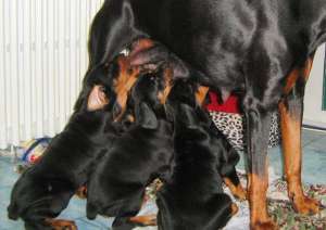 Pui de Dobermann  2 luni,  cu pedigree,  din monta de exceptie,  se pot vedea parintii.  0734366411 