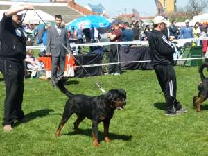 Vand pui rottweiler