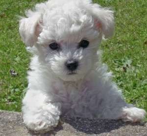 adopt pechinez sau bichon cu sau fara pedigree