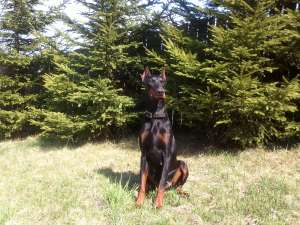 Doberman PUI