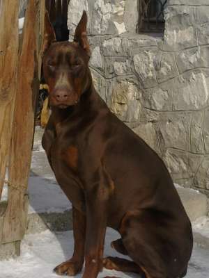 Doberman PUI