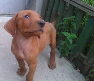 Metis Amstaff Doberman