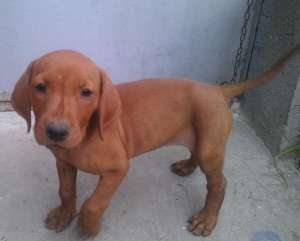 Metis Amstaff Doberman