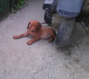 Metis Amstaff Doberman